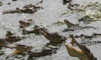 Crocodili