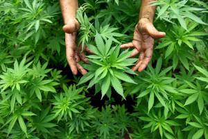 Perchezitii DIICOT - Cultura de cannabis la Dracea.