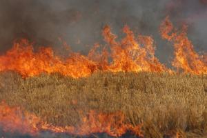 Pompierii turneni au intervenit pentru stingerea unui incendiu izbucnit la un lan de grâu.
