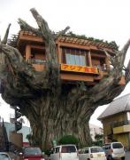 Casa din copac