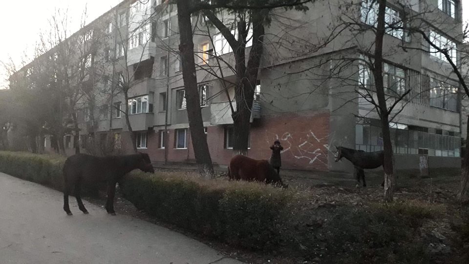 Anunturi matrimoniale Câmpulung Moldovenesc