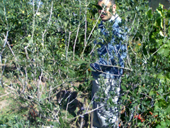 maslini
