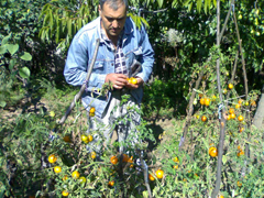 Soi de rosii deosebit