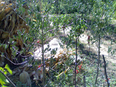 maslini