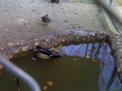Doua rate in parc