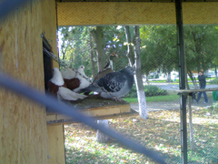 Porumbei in parc