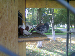 Porumbei in parc