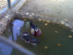 Doua rate in parc