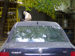 Si eu  am Passat