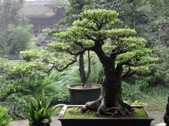 Bonsai