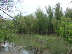 Peisaj padure 
