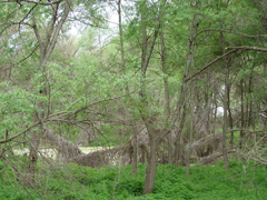 Peisaj padure 