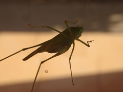 Insecte ucigase