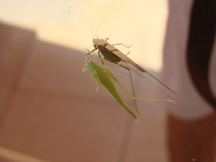 Insecte ucigase