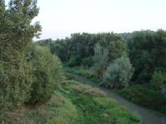 Peisaj Sai