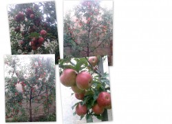 Pomi fructiferi