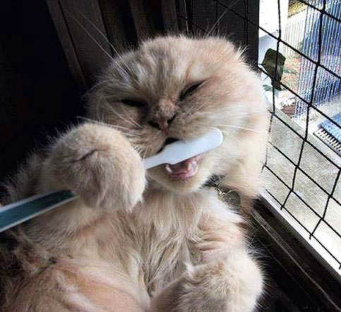 Pisica Colgate