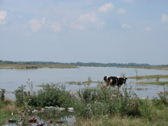 Poluare pe malul Oltului... bine ai venit in Romania