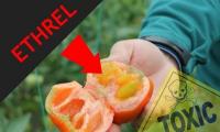 Rosii