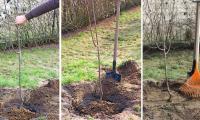 Plantarea pomilor fructiferi si lucrarile din primul an.