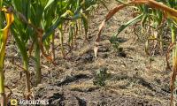 Agricultura