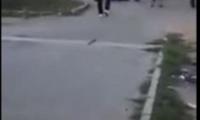 Hingherii din Zimnicea maltrateaza cainii.