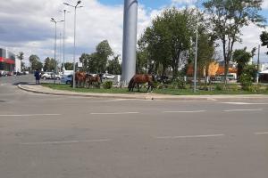 Masini de tuns gazonul