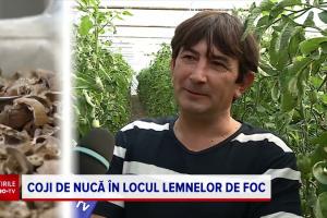 Coji nuca