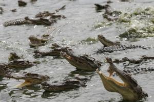Crocodili