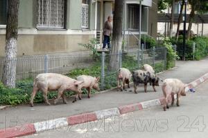 Porcii familiei Dragnea au scapat prin Alexandria.