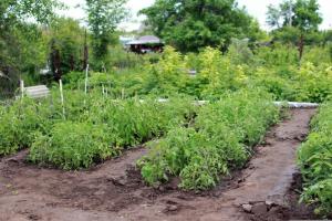 Legume