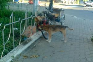 Bicicleta si prietenul de drum al germanului