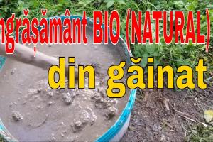 Gainat