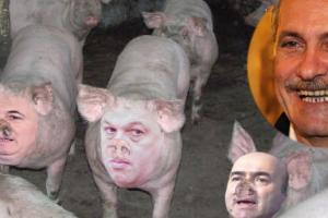Liviu Dragnea, avantajat de pesta porcina.