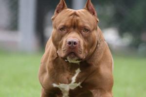 Pitbull