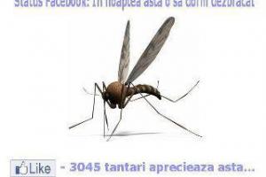 In Turnu, tantarii sunt veseli in aceasta vara.