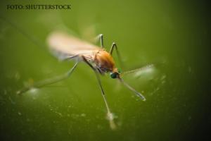 Alerta!! Virusul  West Nile ar fi aparut in Teleorman. Un barbat din comuna Traian a decedat.
