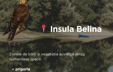 Foto "Visul" lui Dragnea s-a îndeplinit. Insula Belina a devenit atracție turistică pe traseul Via Danubiana