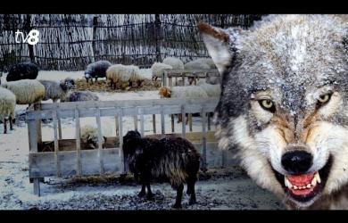  Lupii, baaa! Au mancat 3.200 de oi. Ciobanii - Guvernul si UE tin cu lupii