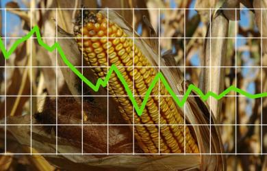 Porumb ieftin din Argentina, mai ieftin decat cel din Ucraina. Fermierii romani, primari si smecheri apropiati de partide, trebuie sa lase la pret