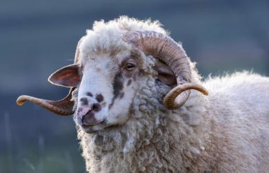 Primele focare de variola ovina din Romania. Boala a fost depistata la doua ferme din Dobrotesti, Teleorman