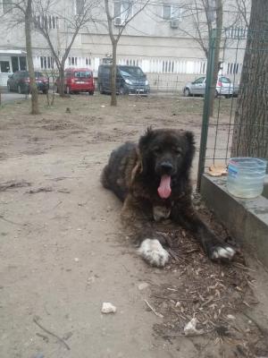 Ciobanesc caucazian.