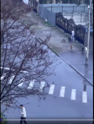Turnu Magurele - Fata atacata de caini a stiut cum sa reactioneze
