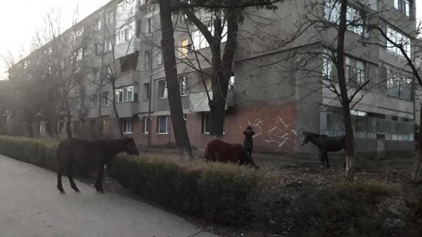 Turnu Magurele a ajuns la coada calului.