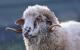 Primele focare de variola ovina din Romania. Boala a fost depistata la doua ferme din Dobrotesti, Teleorman